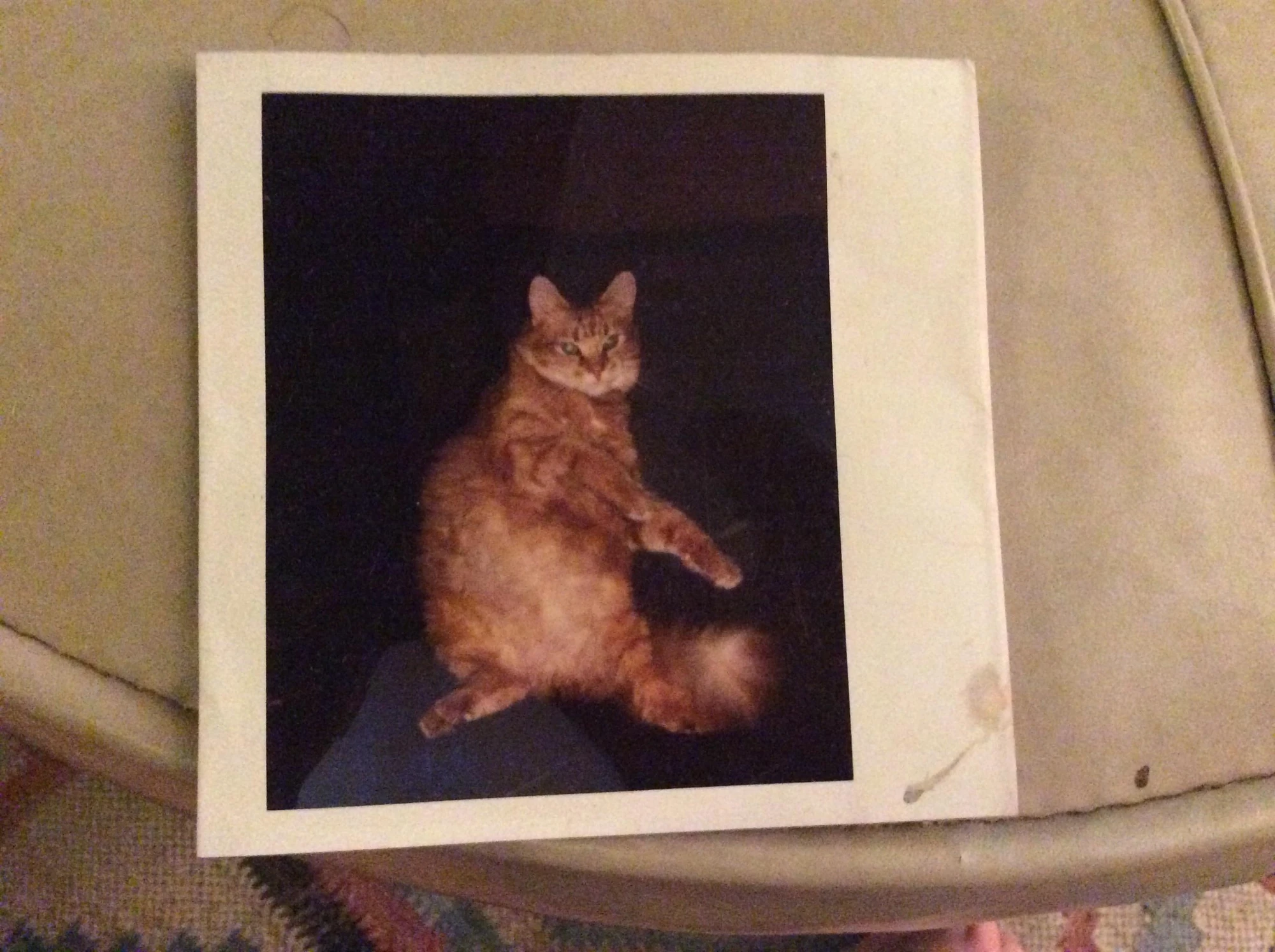 Photo of an orange tabby cat sitting upright